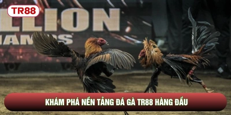 Khám phá nền tảng đá gà TR88 hàng đầu Khám phá nền tảng đá gà TR88 hàng đầu