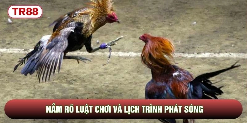 Nắm rõ luật chơi và lịch trình phát sóng