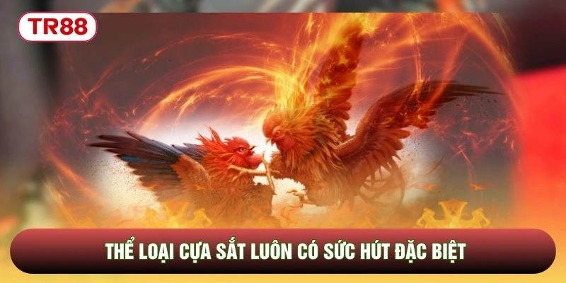 Thể loại cựa sắt luôn có sức hút đặc biệt Thể loại cựa sắt luôn có sức hút đặc biệt