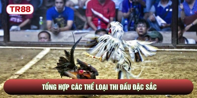Tổng hợp các thể loại thi đấu đặc sắc Tổng hợp các thể loại thi đấu đặc sắc