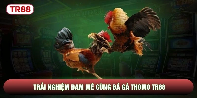 Trải nghiệm đam mê cùng đá gà thomo TR88