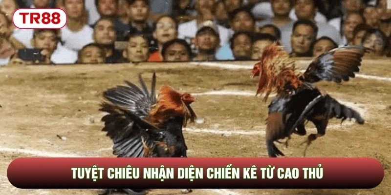 Tuyệt chiêu nhận diện chiến kê từ cao thủ
